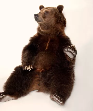 A grizzly bear sits with one paw raised.