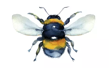 Watercolor illustration of a bumblebee