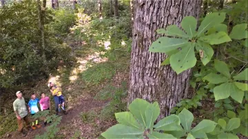 A family looks up at tree in the Pisgah National Forest