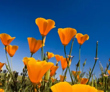 Poppies