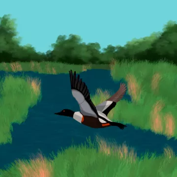 Painting of loon flying over wetlands