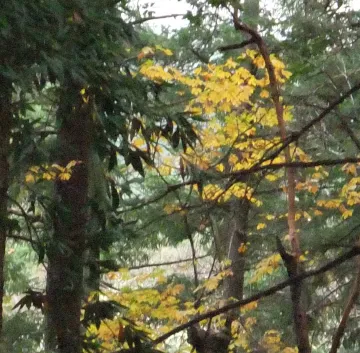 Yellow fall colors of big leaf maple