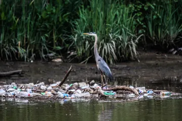 Heron standing on a pile of trash on a river. 