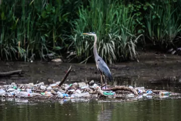 Heron standing on a pile of trash on a river. 