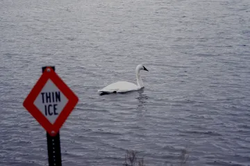 Trumpeter Swan in Roseville, MN, Central Park, February 2024