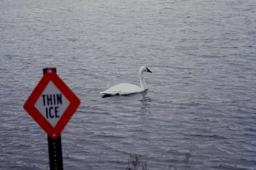 Trumpeter Swan in Roseville, MN, Central Park, February 2024