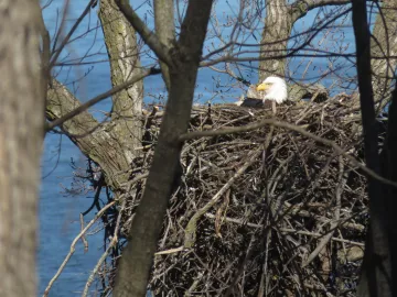 Eagle nesting at Faraway Farm
