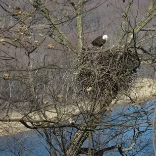 Eagle at Faraway Farm