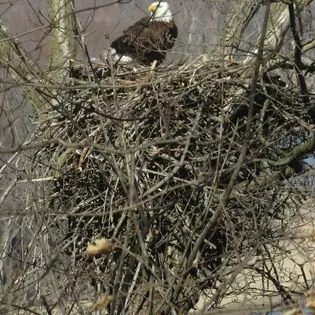 Eagle at Faraway Farm