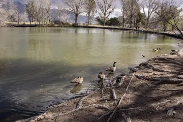 Canada geese and American coots swim in one of the four ponds at Floyd Lamb Park at Tule Springs. Part of our trash pickup was checking along the edges of the ponds for fishing bobbers or floats, fishing line, lead weights, lures, and fishing hooks.