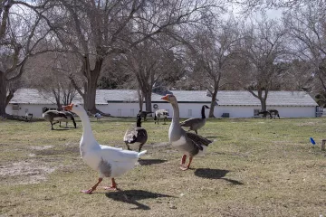 FLOYD-LAMB-CLEANUP.29-Canada geese and domestic swan goose x wild greylag hybrid geese grazing in this historic park with some of the original buildings from the park’s ranching period from 1941 to 1959.