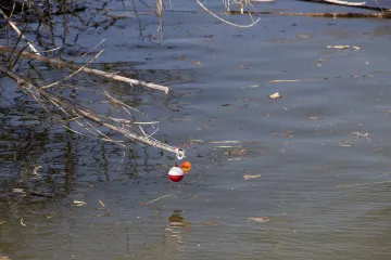 FLOYD-LAMB-CLEANUP.35-Two fishing bobbers or floats caught on a branch over the pond. The fishing bobbers or floats were beyond reach during the cleanup. Some of these were captured during the cleanup.