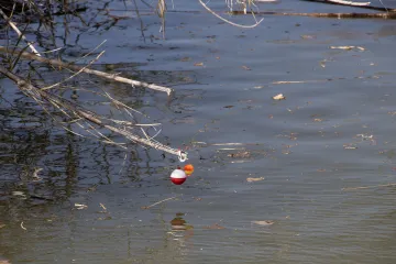 FLOYD-LAMB-CLEANUP.35-Two fishing bobbers or floats caught on a branch over the pond. The fishing bobbers or floats were beyond reach during the cleanup. Some of these were captured during the cleanup.