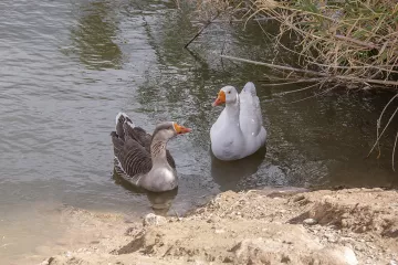 FLOYD-LAMB-CLEANUP.48-Domestic swan goose x wild greylag goose hybrids at one of the ponds.