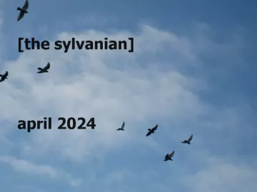 Birds against a blue sky with clouds