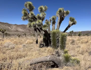 Mature Joshua trees and recruits (babies and teenagers) in Cactus Flat.