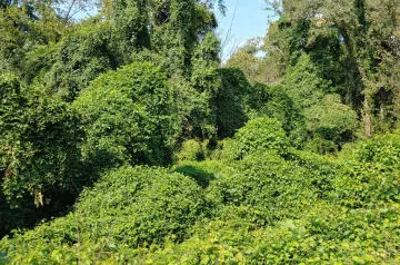 Lush green trees and bushes with blue sky above.
