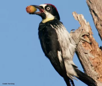 Acorn Woodpecker