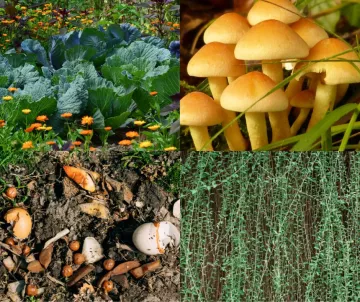 Regenerative Agriculture