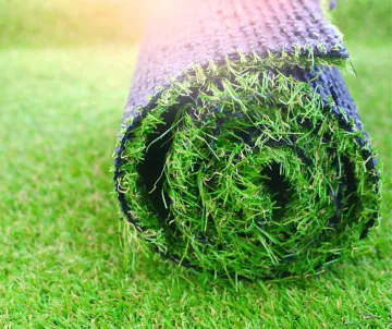 Turfgrass