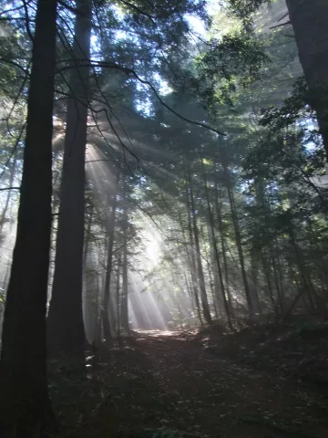Sunlight streaming through redwood forest