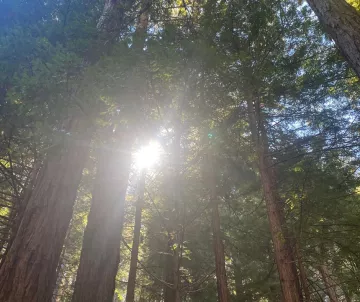 Forest Protection Committee