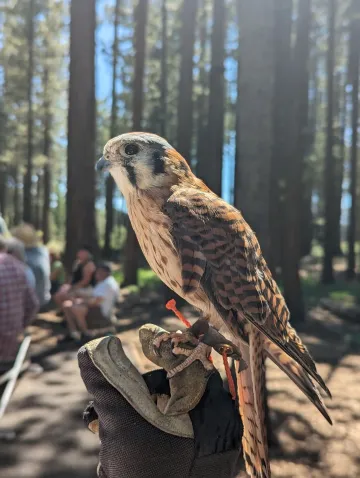 One of the many ambassador birds the Lake Tahoe Wildlife Care has. 