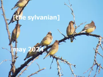 Cedar waxwings against a blue sky