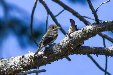 Wester Wood-Pewee resting on a branch. 