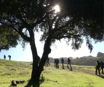 A large tree in foreground, with 9 hikers going uphill in spring green landscape on the right