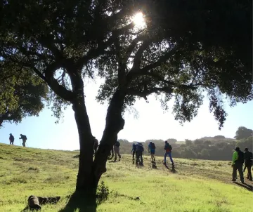 A large tree in foreground, with 9 hikers going uphill in spring green landscape on the right