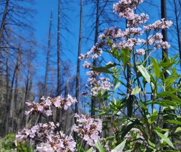 yerba santa in  front of black burnt tree stems and bright blue sky
