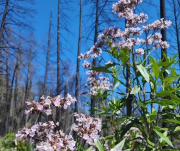 yerba santa in  front of black burnt tree stems and bright blue sky