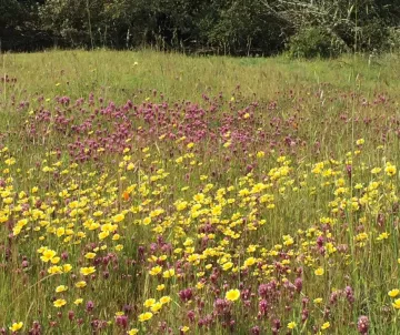 Tidy tips and owls clover at edgewood