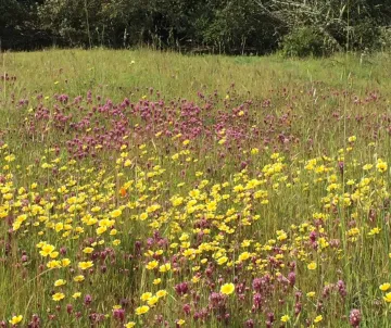 Tidy tips and owls clover at edgewood