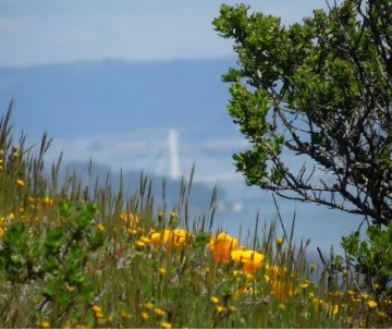 Poppies in foreground, the bay and hills in background