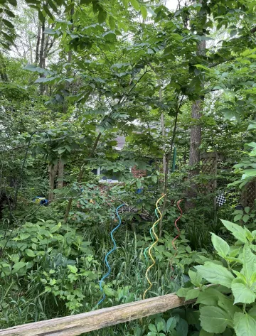 A thicket of trees with green leaves