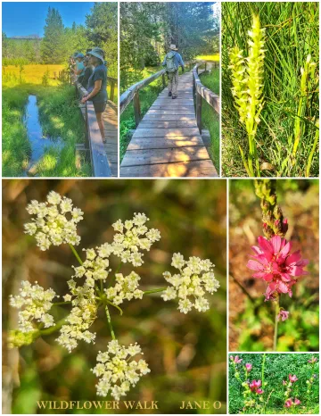 Photos of participants and the blooming flowers seen on our July 18th wildflower walk with TINS. 