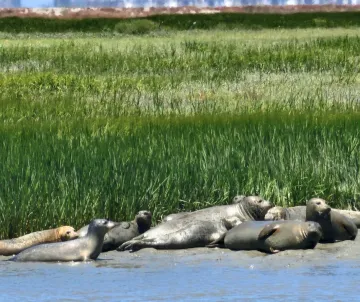 Pod of seals in front of water, grass behind, houses in far background