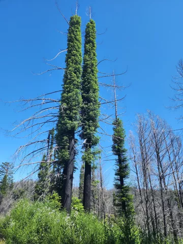 Deep blue sky. Burnt trees with black bark starting to green again. 