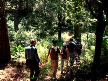 Five hikers from back in dappled forest shade