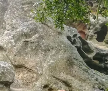 Sandstone rock, partly with holes created by water. Tree branches at the top