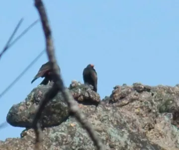 2 condors, one partly obscured by tree branch, sitting on rock outcropping