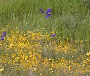 goldfields, delphinium, and a few tidy tips in Edgewood