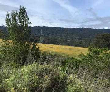 Shrubs in foreground, meadow with goldfields behind 