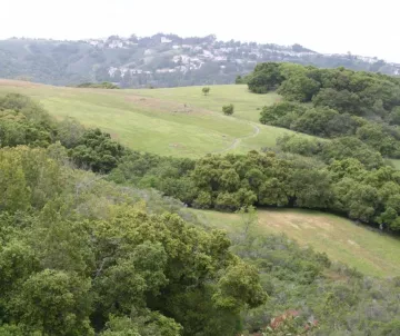 Oak woodland, houses in the background