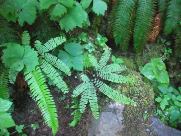 Five finger fern and moss
