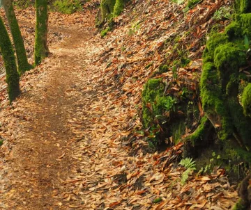 Hiking path in forest, mossy rocks on right