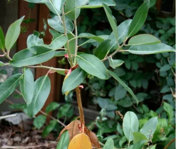 Young madrone, shiny leaves