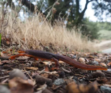Salamander, with dirt road in background